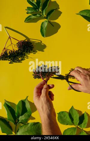 Bouquet de baies de sureau et cisaille de jardin en mains .baies de Sambucus.baies de feuilles de sureau noir et de baies de sureau sur fond jaune.ombre dure Banque D'Images