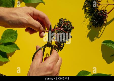 Plante de guérison.bouquet de baies d'Elderberry et de jardin cisaille en mains sur un fond jaune clair.baies de Sambucus Banque D'Images