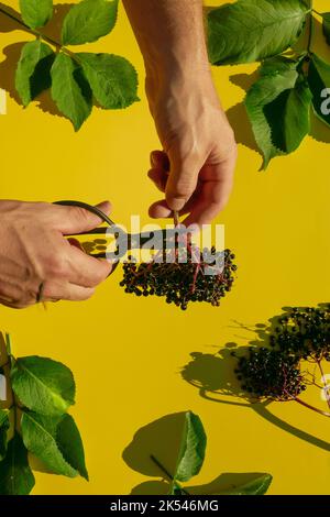 Mûre et le jardin cisaille dans les mains sur un fond jaune clair.baies de Sambucus.baies de sureau noir et feuilles de sureau sur un jaune Banque D'Images