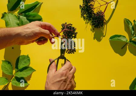 Fruits de Sambucus.ciseau de bouquet d'Elderberry et de jardin en mains.plante curative .baies de sureau noir verser dans la main et la branche de sureau Banque D'Images