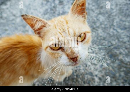 Un joli chat au gingembre qui regarde directement l'appareil photo Banque D'Images