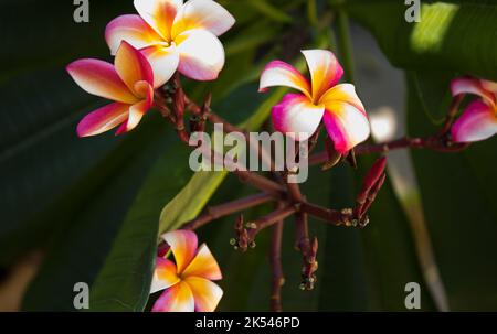 Plumeria/Frangipani tropical Banque D'Images
