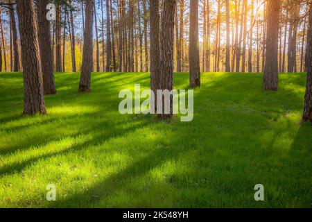 Coucher de soleil entre les trunks et la pelouse verte dans le parc public, Vilnius, Lituanie Banque D'Images