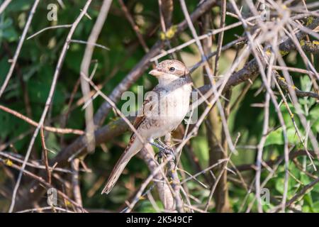 Jeune Shrike à dos rouge assis sur une branche d'arbre. Crevettes rouges, Lanius collurio, jeune oiseau Banque D'Images