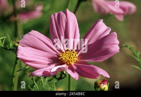 GROS PLAN DE LA FLEUR ROSE COSMOS BIPINNATUS (ASTERS MEXICAINS DE JARDIN COSMOS) AUSTRALIE. Banque D'Images