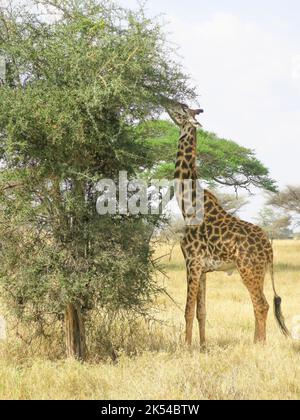 Girafe à côté de l'arbre, Parc national du Serengeti, Tanzanie, Afrique de l'est Banque D'Images