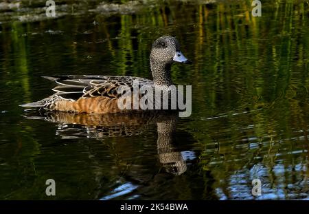 Une femelle américaine de canard veuf 'Aanas Americana', nageant dans des eaux aux couleurs vives dans les régions rurales du Canada de l'Alberta Banque D'Images