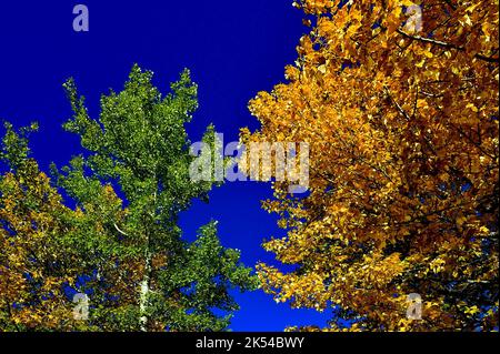Les arbres à Aspen avec leurs feuilles qui tournent les couleurs vives de l'autumnin rural Alberta Canada. Banque D'Images