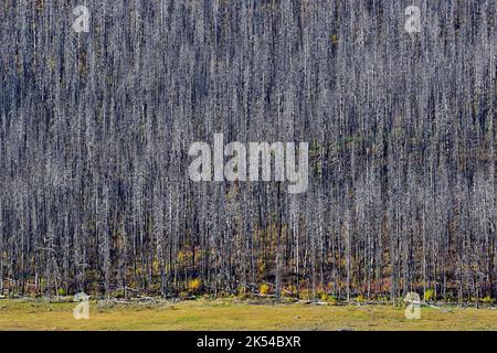 Arbres morts brûlés par un feu de forêt le long de la rive du lac Medicine, dans le parc national Jasper, en Alberta, au Canada Banque D'Images