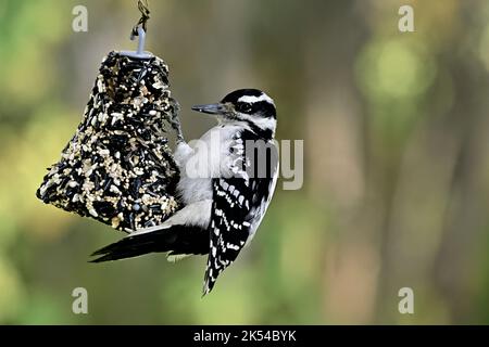 Un pic sauvage à poils 'Picoides pubescens', qui monte une mangeoire à suet dans les régions rurales du Canada de l'Alberta, Banque D'Images