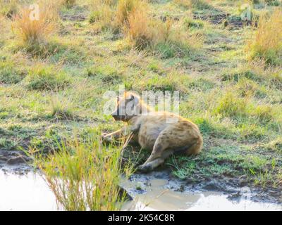 Hyena at Rest, Parc national du Serengeti, Tanzanie, Afrique de l'est Banque D'Images