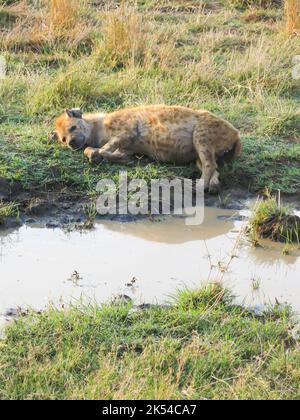 Hyena at Rest, Parc national du Serengeti, Tanzanie, Afrique de l'est Banque D'Images