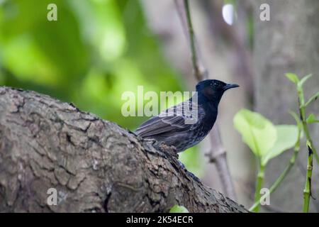 Un bulbul ventilé rouge assis sur une branche d'arbre. C'est un éleveur résident dans tout le sous-continent indien. Banque D'Images