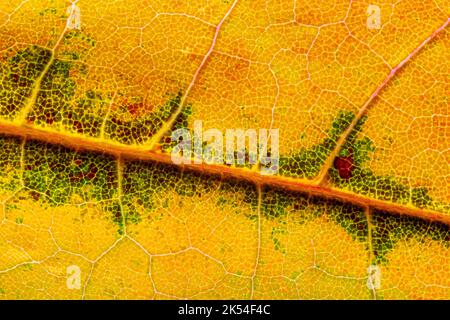 Texture abstraite d'une feuille d'automne, image de gros plan des textures de la feuille Banque D'Images