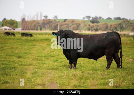 Vache australienne debout dans un enclos Banque D'Images