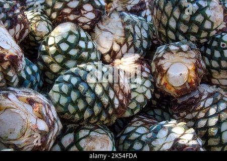 Une pile d'agave dans une distillerie en attente de traitement, Tequila, Jalisco, Mexique. Récolte agave. Banque D'Images