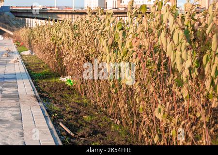 séchage des plantes plantées pendant la reconstruction et l'amélioration du parc ou du remblai de rivière, foyer sélectif Banque D'Images