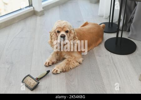 Adorable Cocker américain allongé sur le sol de la chambre avec un peigne Banque D'Images