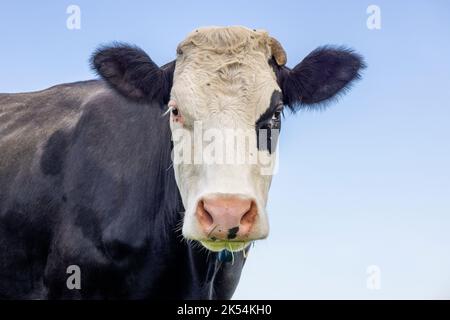 Vache mature, fleckvieh noir et blanc, nez rose et eyepatch, Groninger Blaarkop race, regardant devant un ciel bleu Banque D'Images