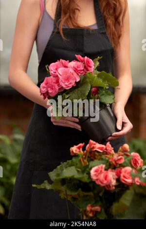 Création de la disposition parfaite. Gros plan sur les mains d'un fleuriste alors qu'elle prépare un bouquet de fleurs. Banque D'Images