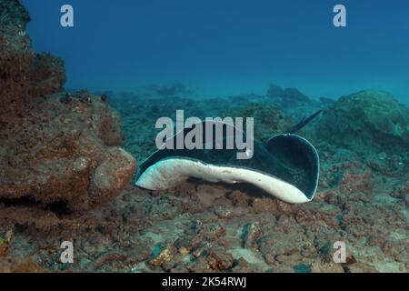 Une rade marbrée (Taeniura meyeni) repose sur le sable près des affleurements rocheux d'un récif de corail dans l'océan Indien qui entoure l'île Maurice. Banque D'Images