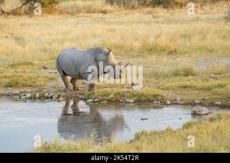 Rhinocéros blanc (Ceratotherium simum) debout au niveau d'un trou d'eau avec réflexion dans l'eau. Parc national d'Etosha, Namibie, Afrique Banque D'Images