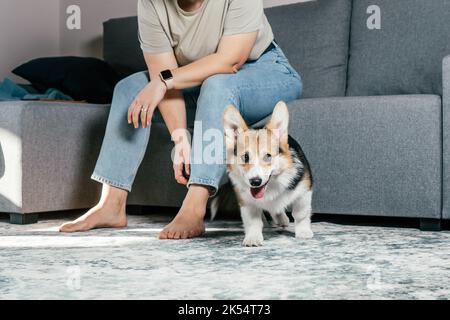 Curieusement aux cheveux heureux, gaie femme pieds nus avec chien corgi assis, de détente et de jouer sur le sol dans le salon confortable, près du canapé. Actif et Banque D'Images