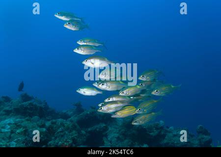 Une école de grands dorades rayées (Gnathodentex aureolineatus) est rejointe par un vivaneau à tête bleue (Lutjanus kasmira) à Maurice. Banque D'Images