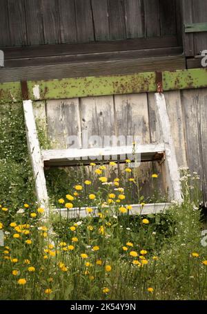 Les pissenlits et les vieux escaliers en bois blanc menant à la porte inutilisée Banque D'Images