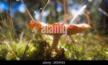 Tabouret, flou et rêveur, dans l'herbe de la forêt. Champignon toxique. Chapeau rouge avec taches blanches. Gros plan de la nature en forêt Banque D'Images