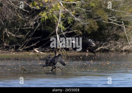 Cormorans au repos à double crête ( Phalacrocorax aurituson ) sur le fleuve Banque D'Images