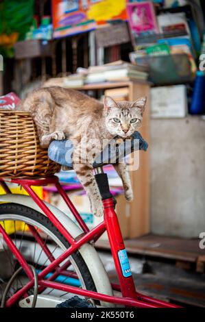 Un chat paresseux très mignon prend une sieste sur le siège d'un vieux vélo parmi les maisons dans le quartier de soi Ruamrudee près de Lumphini Park, Bangkok Thaïlande. Banque D'Images