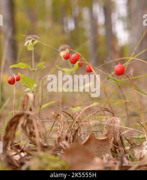 Fruits rouges de nénuphars de la vallée, convallaria majalis, mûre dans la forêt, automne profond. Banque D'Images