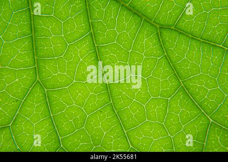 Cliché macro de la texture de la veine de la feuille verte Banque D'Images