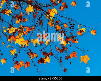 Arrière-plan automnal et feuillage. Sycomore rétro-éclairé de feuilles marron, orange, jaune et rouge avec ciel bleu Banque D'Images