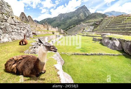 lama brun et blanc reposant sur un pré vert sur le site archéologique de Machu Picchu au Pérou - destination de voyage exclusive et merveille naturelle en pe Banque D'Images