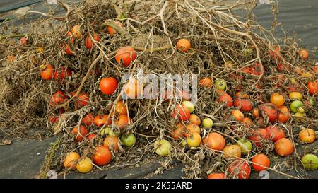 Pourri moule à pile de tomates champignons ferme agriculture déchets bio rejeté pourriture biologique rouille légumes plante moisie culture moumoisy rouille en serre détail de mousse Banque D'Images