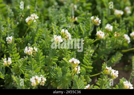 Kleiner Vogelfuß, Kleiner Vogelfuss, Mäusewicke, Ornithopus perpusillus, pied d'oiseau blanc, Ornithope delicat, Ornithope fluet, pied-d'oiseau d' Banque D'Images