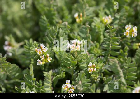 Kleiner Vogelfuß, Kleiner Vogelfuss, Mäusewicke, Ornithopus perpusillus, pied d'oiseau blanc, Ornithope delicat, Ornithope fluet, pied-d'oiseau d' Banque D'Images