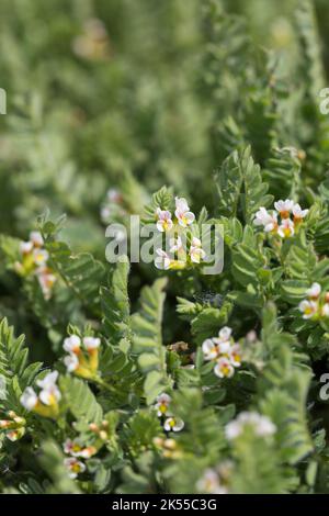 Kleiner Vogelfuß, Kleiner Vogelfuss, Mäusewicke, Ornithopus perpusillus, pied d'oiseau blanc, Ornithope delicat, Ornithope fluet, pied-d'oiseau d' Banque D'Images