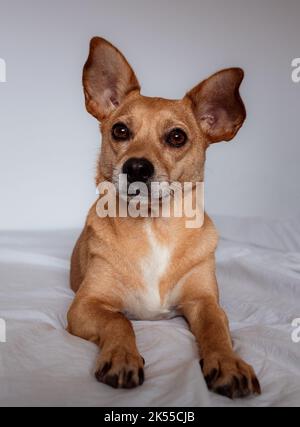 Un joli chien brun de race mixte avec de grandes oreilles pointues et de beaux yeux assis sur un lit blanc qui se fait observer, loin de l'appareil photo avec une expression curieuse Banque D'Images