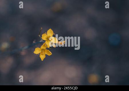 Photographie macro de deux petites fleurs sauvages jaunes isolées sur un arrière-plan sombre et flou avec effet bokeh doux et espace négatif Banque D'Images