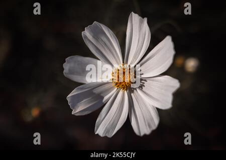 Gros plan de Sonata White ou Cosmos Bipinnatus en fleur illuminé par la lumière du soleil sur un arrière-plan sombre et flou. Photographie macro de fleur Banque D'Images