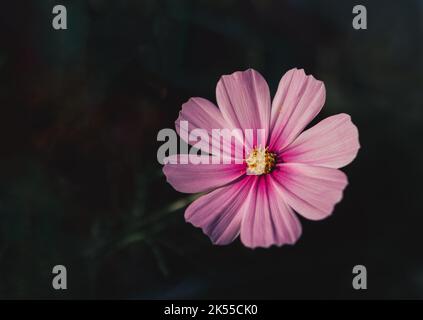 Gros plan de Sonata Pink Blush ou Cosmos Bipinnatus en fleur sur un arrière-plan sombre et flou. Photographie macro de fleur dans des tons moody et espace de copie Banque D'Images
