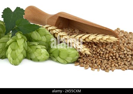 Des cônes de houblon près de graines de grain de blé qui se répandent à partir de la pelle en bois isolée sur fond blanc, la bière brassicole et les ingrédients de la pharmacie Banque D'Images