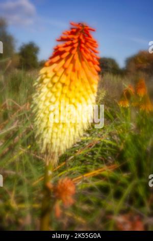 Vieillissement, ère numérique, qualité supérieure, accrocheur, se démarquer, Image de trou d'épingle haute résolution de Kniphofia, tritoma, poker chaud rouge de près Banque D'Images