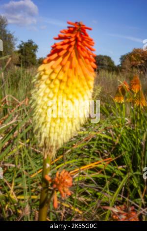 Vieillissement, ère numérique, qualité supérieure, accrocheur, se démarquer, Image de trou d'épingle haute résolution de Kniphofia, tritoma, poker chaud rouge de près Banque D'Images