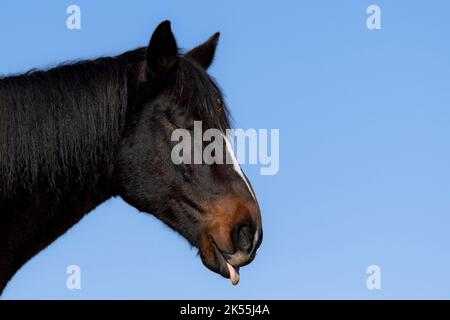 Un cheval noir et marron qui colle de sa langue. Ses yeux sont presque fermés. Gros plan de sa tête seulement. Ciel bleu en arrière-plan. Espace pour le texte. Banque D'Images