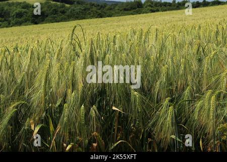 Vue latérale du champ de blé vert en milieu d'été avec forêt en arrière-plan. Gros plan des hauts des tiges. Blé, céréales ou grain de fond Banque D'Images