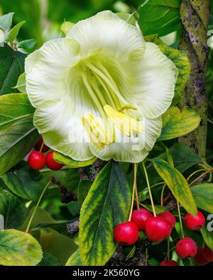 Cobaea scandens alba avec Malus sargentii à Aberglasney Gardens Banque D'Images